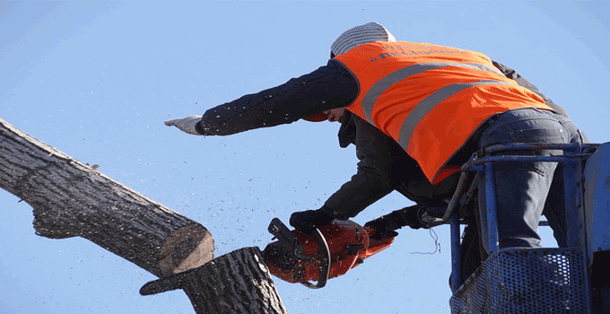 tree removal processes in North Sydney