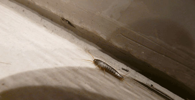 silverfish infection