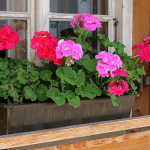 7 Perfect Plants For Deck Railing Planters