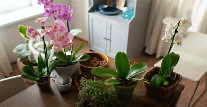 How Do You Take Care Of An Orchid Plant?