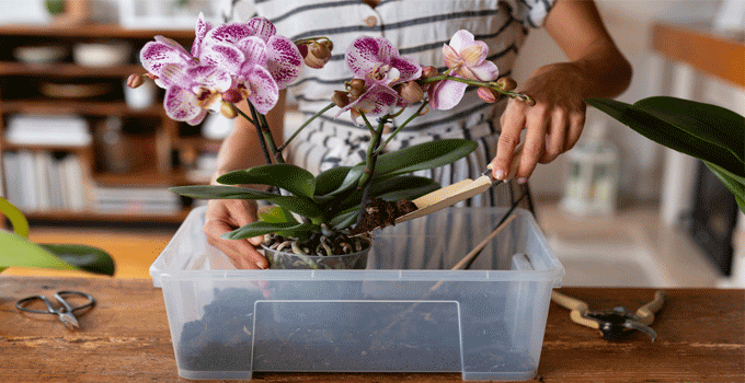 potting mix for orchids