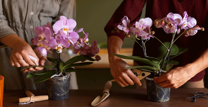pruning orchids
