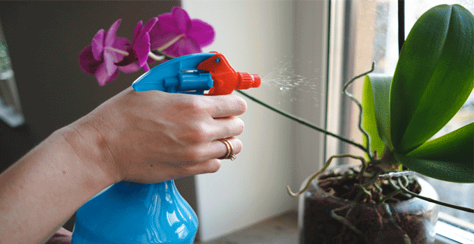 watering orchid plants