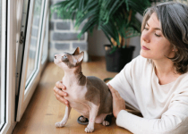 how to choose a pet door