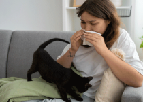 how to get rid of pet odor in house